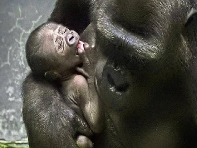 Новорожденной самке равнинной гориллы придумывают имя 