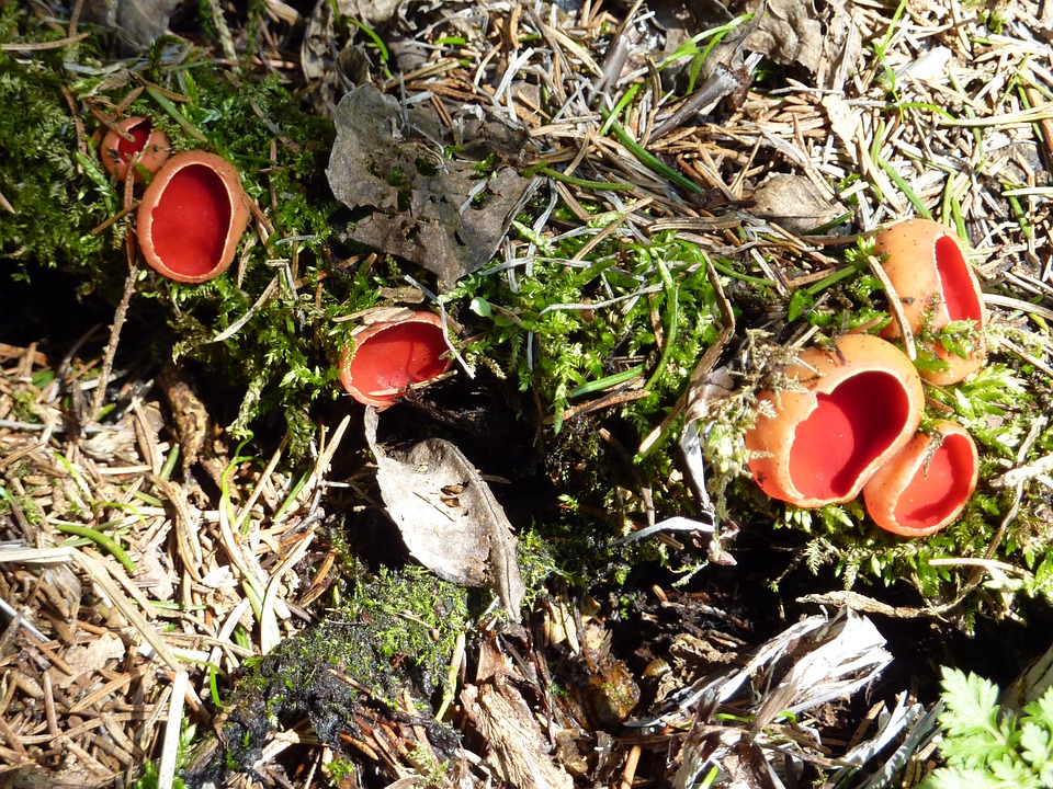 В районе Ясенево заметили первые весенние грибы